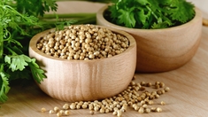 Quels sont les bienfaits de la coriandre ?