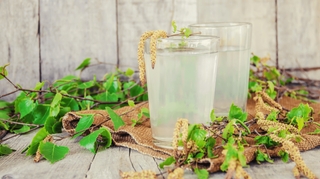 Quels sont les véritables bienfaits de la sève et du jus de bouleau ?