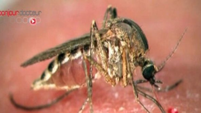 Le secret des peaux à moustiques décrypté