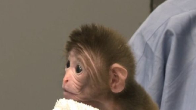 Manipulations génétiques : naissance des premiers singes-chimères