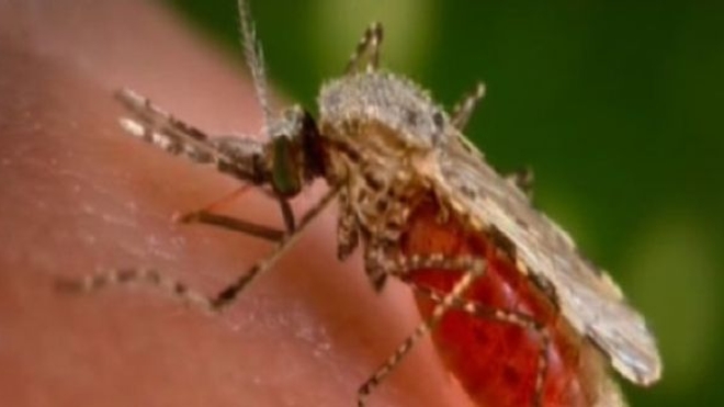 Paludisme : une piste de recherche pour empêcher la transmission de la maladie