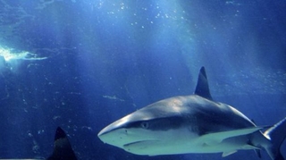 Les ailerons de requins, toxiques pour nos neurones ?