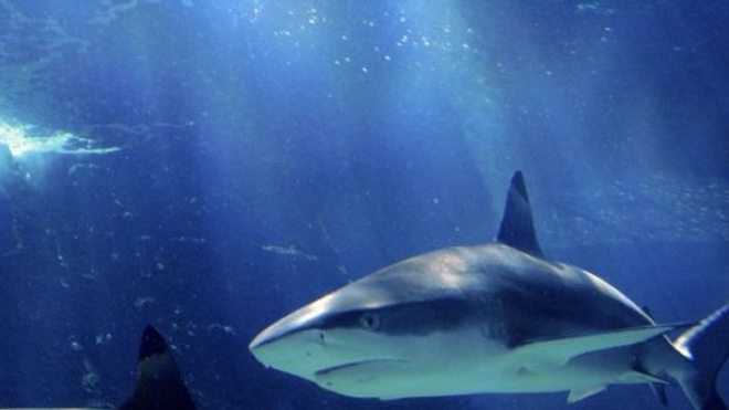 Un requin arrache le pied d'un touriste en Australie