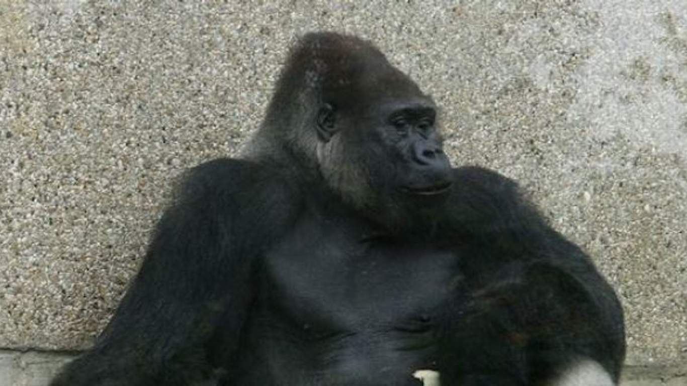 Comment S Appelle La Femelle Du Gorille Nos cousins les chimpanzés... et les gorilles ! - AlloDocteurs