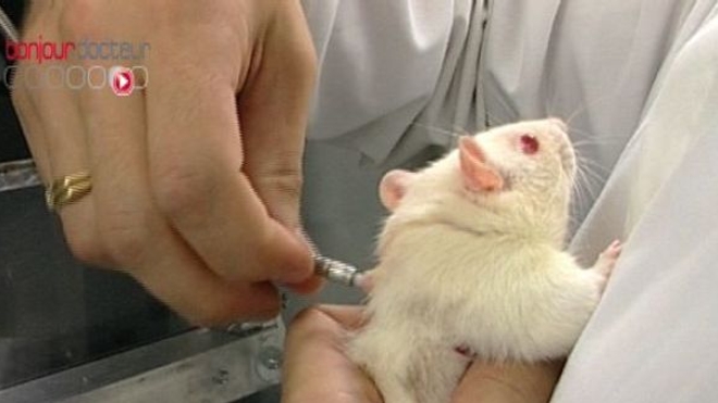 Les animaux de laboratoire, précieux cobayes de la recherche biomédicale