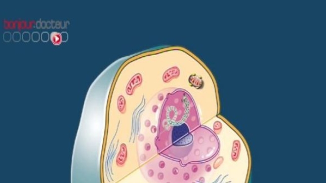 Cancer du foie : découverte de quatre gènes impliqués