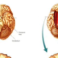 L'hippocampe, une structure cérébrale essentielle à la mémoire