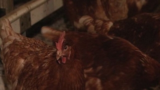 Grippe aviaire : état d'urgence au Mexique