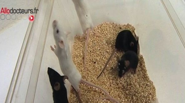 Des chercheurs ont réussi à prévenir l’apparition du diabète de type 1 chez des souris