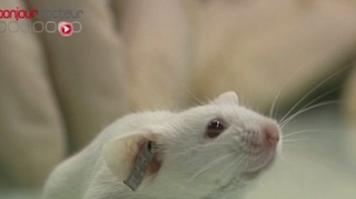 Expérimentation animale : la fin des souris de laboratoire ?