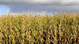 OGM : le ministre de l'Agriculture critique le flou juridique européen