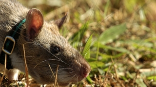 Des rats qui détectent la tuberculose
