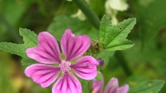 Problèmes respiratoires : et si on essayait les plantes !