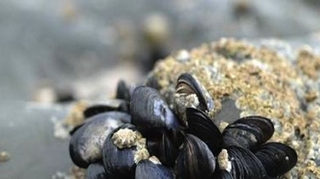 Maladies vasculaires : quand les moules inspirent les chercheurs