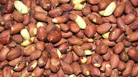 Allergie aux arachides : un protocole de désensibilisation prometteur