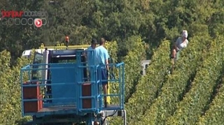 Pesticides : des viticulteurs empoisonnés jusqu'à la racine	
