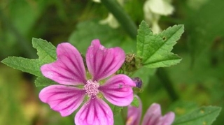 Pl@ntNet : une application pour connaître et reconnaître les plantes