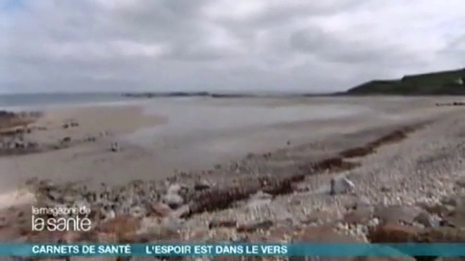 Un ver marin aux vertus miraculeuses - Reportage réalisé en 2009