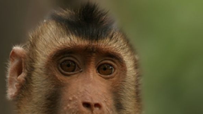 Les expériences ont été réalisées sur un macaque nemestrina de 4 ans, accidentellement paralysé à la suite d'une opération