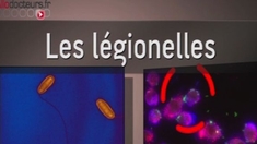 Légionellose : comment le bacille entrave les défenses cellulaires