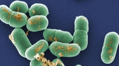 La Listeria, nouveau vecteur en radiothérapie ?