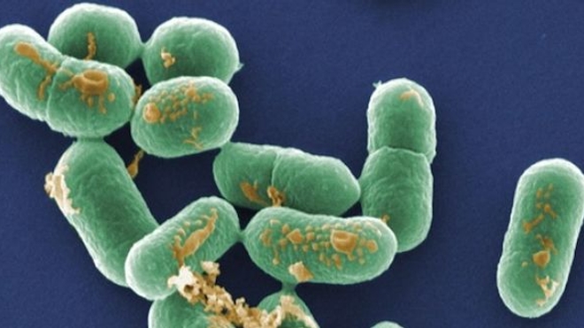 Bactéries résistantes : l’OMS alerte sur le manque de nouveaux antibiotiques