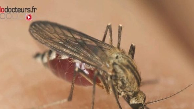 Zika gagne du terrain en Afrique et en Europe