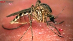 Epidémie de dengue : envoi de renfort en Guyane