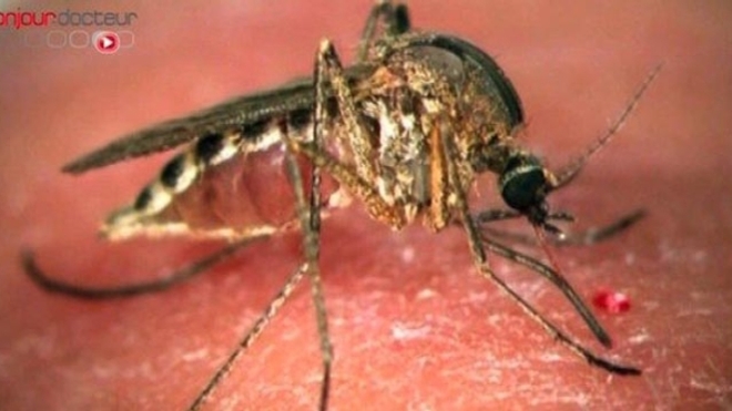 Dengue : sept morts en Nouvelle-Calédonie