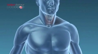 Le fonctionnement de la thyroïde