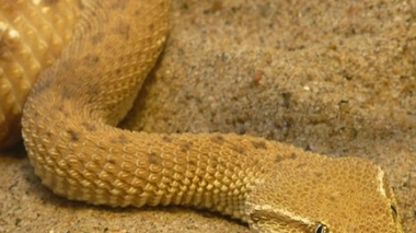 Une vipère tue son propriétaire pendant un spectacle