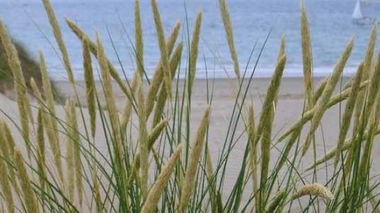 Allergie : alerte rouge aux pollens de graminées