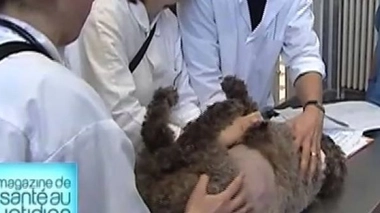 Profession vétérinaire inspecteur