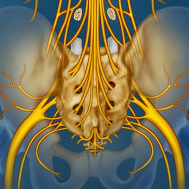 Syndrome de la queue de cheval : à détecter d'urgence !