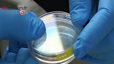 La recherche sur l'embryon autorisée en France