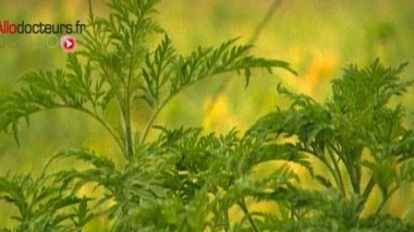 Ambroisie : une lutte sur la bonne voie