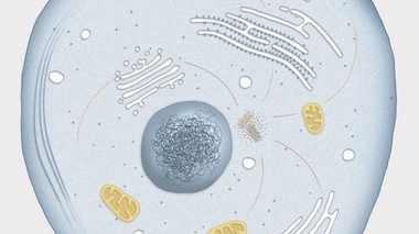 Quel âge ont vos cellules ? Photo © Amelie Olivier - Fotolia.com