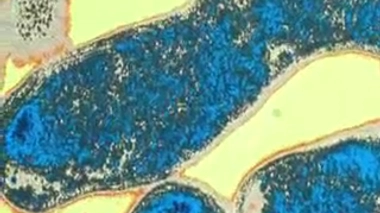 Des bactériophages pour lutter contre les infections