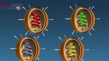 Grippe aviaire : première infection humaine par un virus H6N1 confirmée