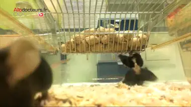 Chimiothérapie : les bienfaits du jeûne court