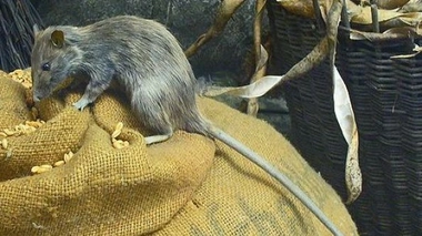 Le ministère de la Santé de Madagascar rappelle que la destruction des forêts ''pousse les rats à aller dans les villages''. (cc-by-sa H. Zell)