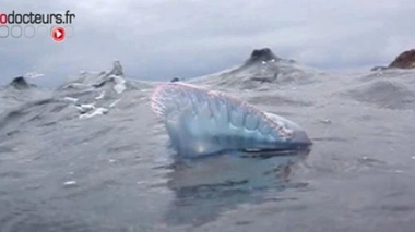 Une armada de méduses menace les vacanciers