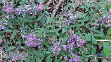 Attention ! Les corydales, y compris celles qui poussent sous nos latitudes, sont des plantes toxiques.