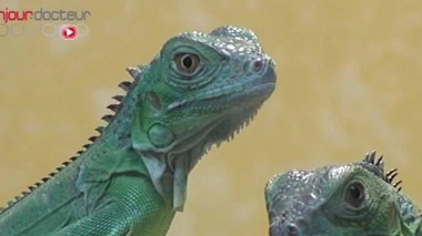 Les Nouveaux Animaux de Compagnie (NAC) sont des animaux originaux, parfois sauvages, comme les mygales, les reptiles, les rats, les furets ou encore les singes. 5 % des Français posséderaient quelquse 18 millions de ces spécimens.