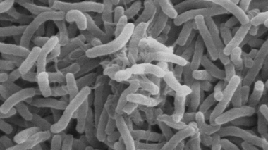 900.000 Rohingyas s'entassent dans des conditions insalubres dans des camps de réfugiés au Bangladesh.