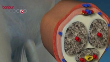 Tout savoir sur l'éjaculation