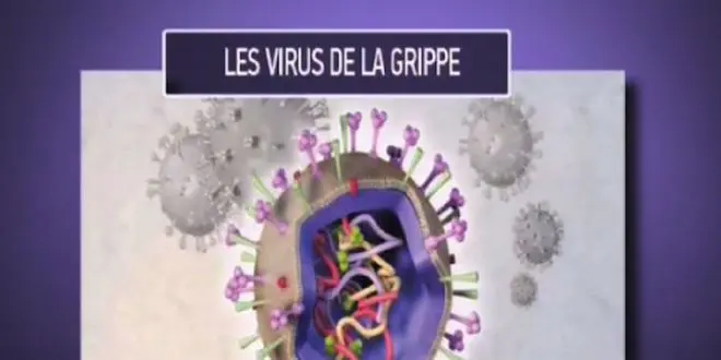 Les virus de la grippe