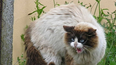 Morsures d'animaux domestiques (cc-by-sa L.M. Bugallo Sánchez)