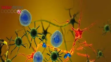 Certains neurones de la substance noire du cerveau sont tellement sollicités au cours de la vie qu'ils finiraient parfois par se détruire, déclenchant la maladie de Parkinson.