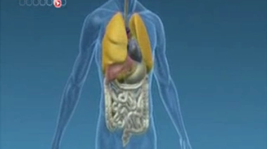 Diabète de type 1 : mise au point d'un pancréas bio-artificiel
